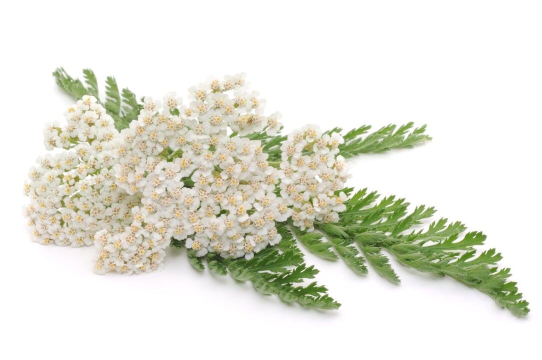 Yarrow - composition of cream Proctonic